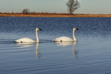 Swans-4.6.24-0897
