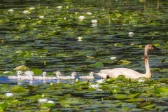 Swans-w-cygnets
