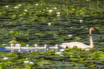 Swans-w-cygnets
