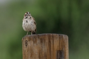 Lark-Sparrow-6.21.25-2829
