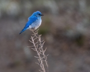 Mountain-Blue-Bird-5.25.24-3978