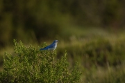 Mountain Blue Bird