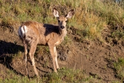 Mule-Deer-5.25.24-4178