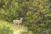 Mule-Deer-Buck-5.23.20