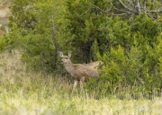 Mule-Deer-Doe-5.23.20