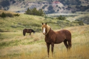 Mustangs-5.22.20