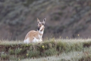 Pronghorn-5.25.24-3952