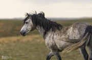 Wild-Mustang-5.22.20.3