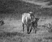 Wild-Mustang-w-foul-5.22.20-bw