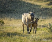 Wild-Mustang-w-foul-5.22.20