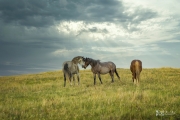 Wild-Mustangs-w-sky-5.22.20