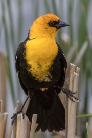 Yellow-Headed-Blackbird-5.26.24-6858