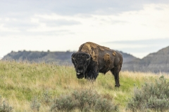 Bison-tongue-5.23.20 Bison-tongue-5.23.20