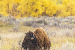 Fall-Foliage-buffalo-9.19.20