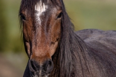 Horse-5.25.24-4488