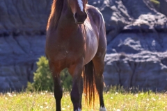 Horse-5.25.24-4647