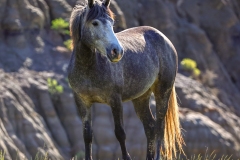 Horse-5.25.24-4699