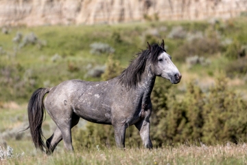 Horse-5.25.24-4804