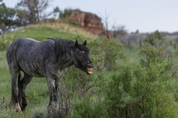 Horse-6.20.25-2398