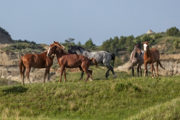 Horses-6.20.25-1598