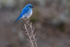 Mountain-Blue-Bird-5.25.24-3978