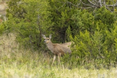 Mule-Deer-Doe-5.23.20