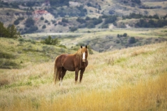 Mustang-5.22.20 Mustang-5.22.20