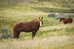 Mustangs-5.22.20.2 Mustangs-5.22.20.2