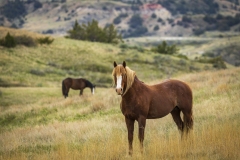 Mustangs-5.22.20