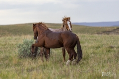 Mustangs-being-Mustangs-5.22.20 Mustangs-being-Mustangs-5.22.20
