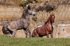 Stallions-5.25.24-4561