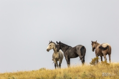 Wild-Horses-9.18.20.2 Wild-Horses-9.18.20.2