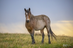 Wild-Mustang-5.22.20.2 Wild-Mustang-5.22.20.2