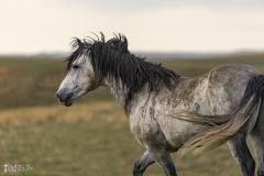 Wild-Mustang-5.22.20.3 Wild-Mustang-5.22.20.3