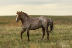 Wild-Mustang-5.22.20.4 Wild-Mustang-5.22.20.4