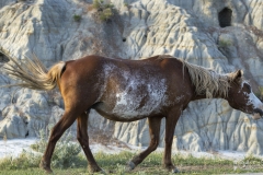 Wild-Mustang-5.22.20.5