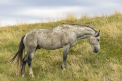 Wild-Mustang-5.22.20.6 Wild-Mustang-5.22.20.6