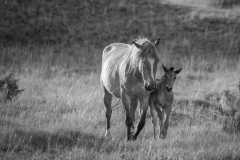 Wild-Mustang-w-foul-5.22.20-bw