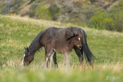 Wild-Mustang-w-foul-5.22.20.3 Wild-Mustang-w-foul-5.22.20.3