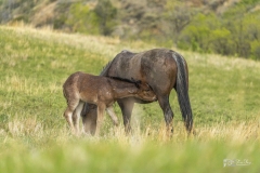 Wild-Mustang-w-foul-5.22.20.4 Wild-Mustang-w-foul-5.22.20.4