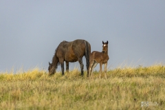 Wild-Mustang-w-foul-5.22.20.5 Wild-Mustang-w-foul-5.22.20.5