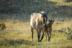 Wild-Mustang-w-foul-5.22.20