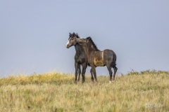 Wild-Mustang-w-yearling-5.22.20 Wild-Mustang-w-yearling-5.22.20