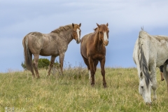 Wild-Mustangs-5.22.20.2