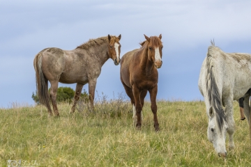 Wild-Mustangs-5.22.20.2