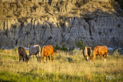 Wild-Mustangs-5.22.20
