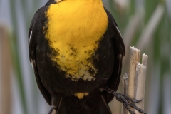 Yellow-Headed-Blackbird-5.26.24-6858