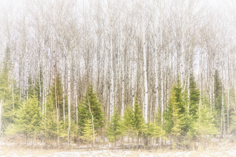 Aspens among pine trees.20