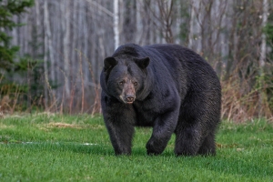 Black-Bear-5.12.23-4174 Black-Bear-5.12.23-4174