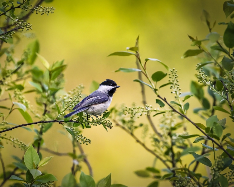 Chickadee